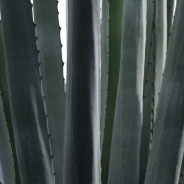Mezcal Artesanal Agave Espadín