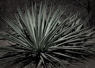 Mezcal Artesanal Agave Mexicanito