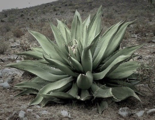 Mezcal Artesanal Agave Tepeztate