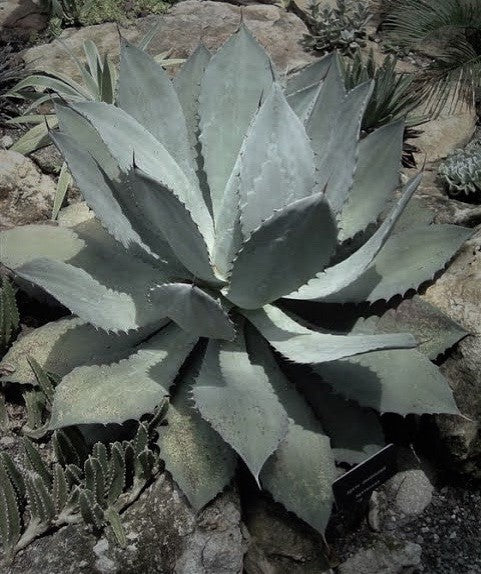Mezcal Artesanal Agave Tobalá